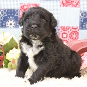 Portuguese Water Dog Puppy Pepper