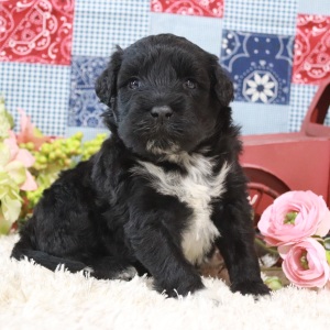Portuguese Water Dog Puppy Pepper