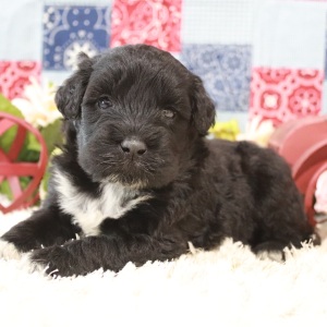 Portuguese Water Dog Puppy Pepper