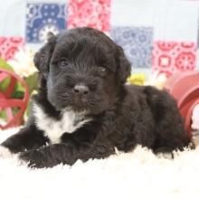 Portuguese Water Dog Puppy Pepper