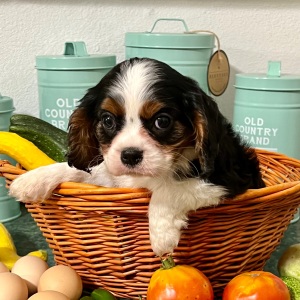 Cavalier King Charles Spaniel Puppy Harvest