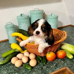 Cavalier King Charles Spaniel Puppy Harvest