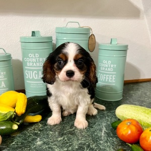 Cavalier King Charles Spaniel Puppy Harvest