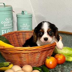 Cavalier King Charles Spaniel Puppy Harvest