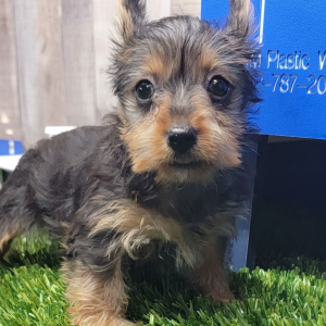 Yorkshire Terrier Puppy Kinley