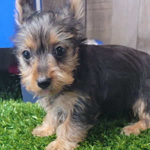 Yorkshire Terrier Puppy Kinley