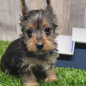 Yorkshire Terrier Puppy Kinley