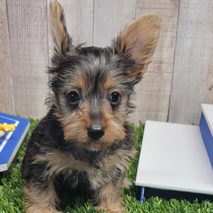 Yorkshire Terrier Puppy Kinley