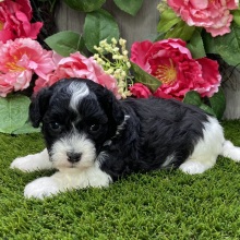 Havanese Puppy Ian