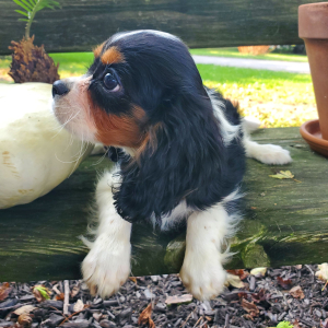 Cavalier King Charles Spaniel Puppy Laura