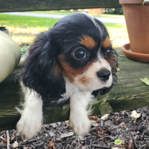 Cavalier King Charles Spaniel Puppy Laura