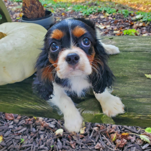 Cavalier King Charles Spaniel Puppy Laura