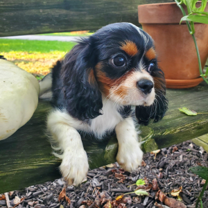 Cavalier King Charles Spaniel Puppy Laura