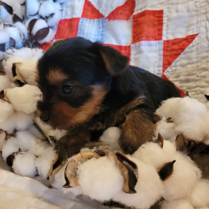 Yorkshire Terrier Puppy Oliver