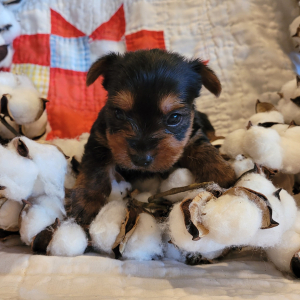 Yorkshire Terrier Puppy Oliver