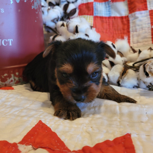 Yorkshire Terrier Puppy Oliver