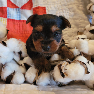 Yorkshire Terrier Puppy Oliver