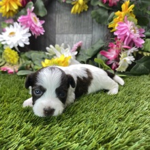 Havapoo Puppy Brianna