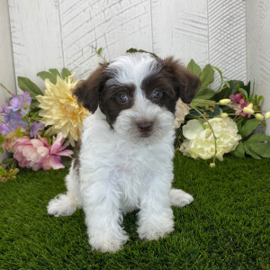 Havapoo Puppy Brianna