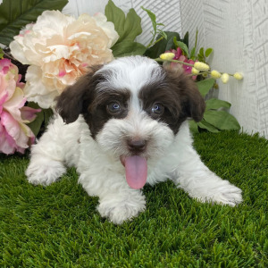 Havapoo Puppy Brianna