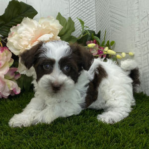 Havapoo Puppy Brianna