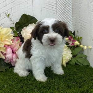 Havapoo Puppy Brianna