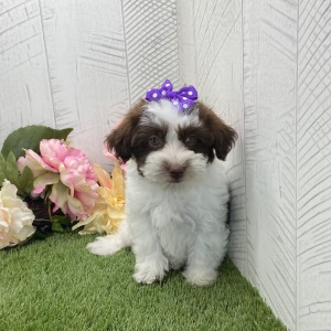 Havapoo Puppy Brianna