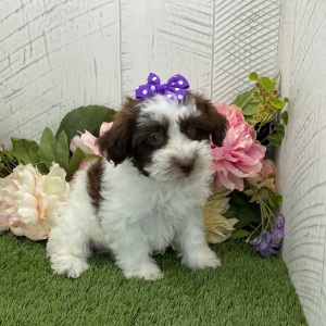 Havapoo Puppy Brianna