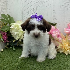Havapoo Puppy Brianna