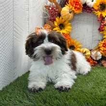 Havapoo Puppy Brianna