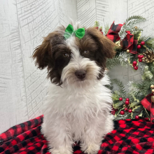 Havapoo Puppy Brianna