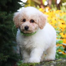Bichonpoo Puppy Kylar