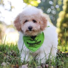 Bichonpoo Puppy Kylar