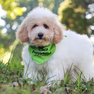 Bichonpoo Puppy Kylar