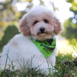 Bichonpoo Puppy Kylar