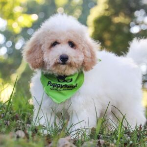 Bichonpoo Puppy Kylar
