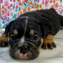 Bulldog Puppy Lora