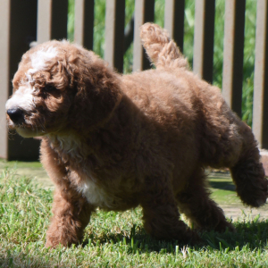 Poodle Puppy Charlie