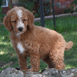 Poodle Puppy Charlie