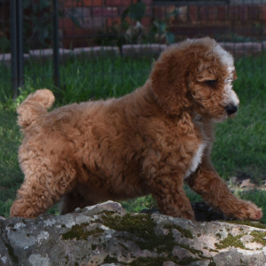 Poodle Puppy Charlie