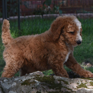 Poodle Puppy Charlie