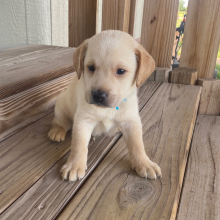 Labrador Retriever Puppy Gil