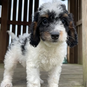 Bernedoodle Puppy Dalton