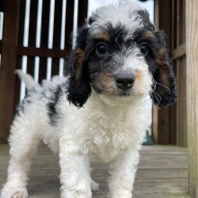 Bernedoodle Puppy Dalton