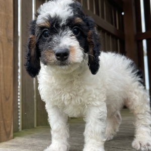 Bernedoodle Puppy Dalton