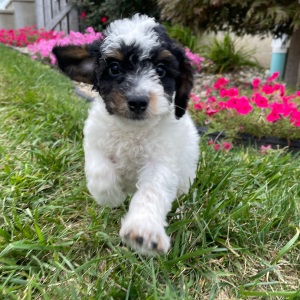 Bernedoodle Puppy Dalton