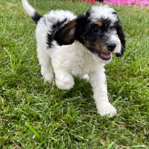 Bernedoodle Puppy Dalton