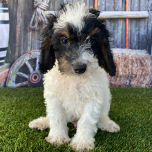 Bernedoodle Puppy Dalton