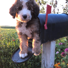 Bernedoodle Puppy Tianna