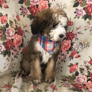 Bernedoodle Puppy Tianna